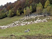 10 Pecore al pascolo mattutino controllate dal cane pastore